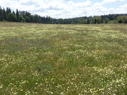 Bean Meadow Birds & Dragonflies Field Trip