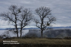 mck-foggy-trees-cmorales-130125