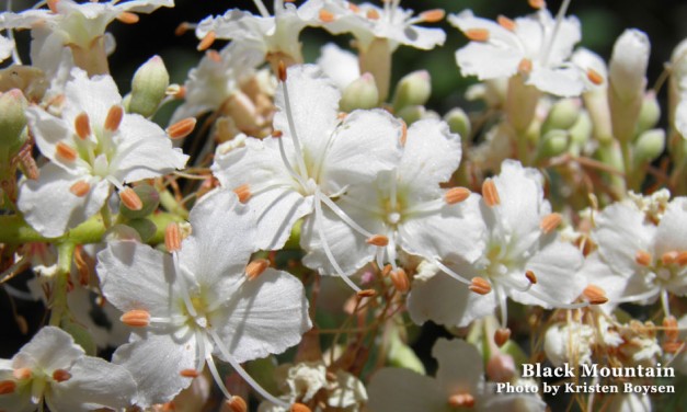 Black Mountain Preserve Trail Run – Preserve Run Club!