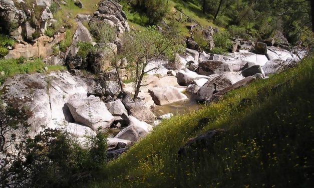 (POSTPONED) Volunteer Workday: Fine Gold Creek Removing Invasives