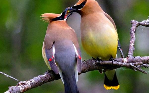 Birding on Clark’s Valley