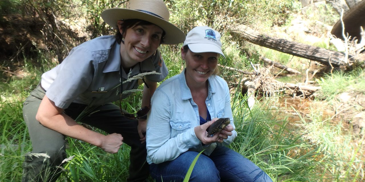 Western Pond Turtle Project – Check us out in this week’s Mariposa Gazette!
