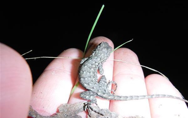 (POSTPONED) McKenzie Night Hike