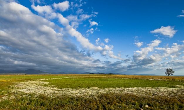 Senior Series: Vernal Pool Hike (FULL)