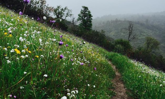 Native Plants & Traditional Uses