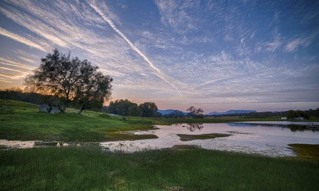 Naturalist Series: Bioblitz at the Martin Preserve!