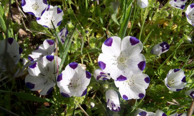 Wildflowers & Forest Health on Von Der Ahe