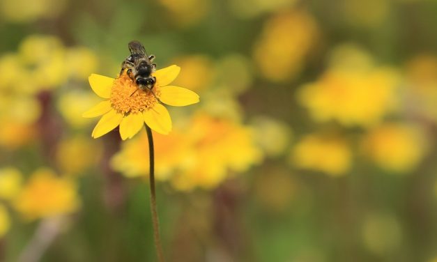 Stookey Preserve Wildflower Walk (Walking Tour)