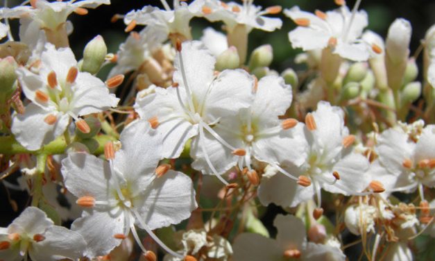 25th Anniversary Botany of Black Mountain