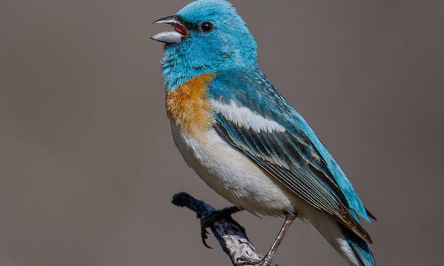 25th Anniversary Birding on Fine Gold Creek