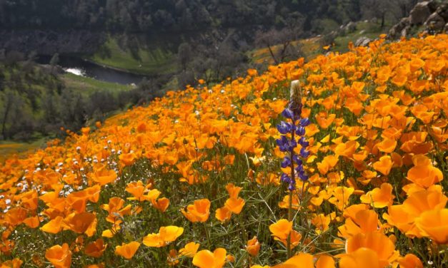 25th Anniversary Fine Gold Creek Hike