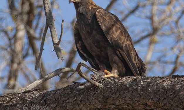 25th Anniversary Birding on the McKenzie