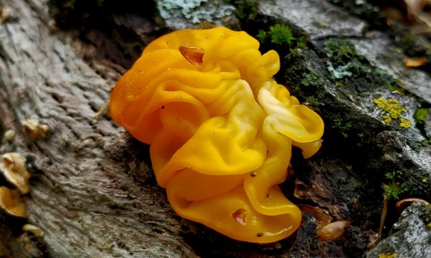 (FULL) Mycology Hike on the Larrick Ranch!