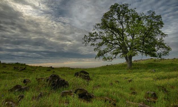 A Walk Through Time on the McKenzie