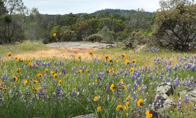 25th Anniversary Striped Rock Hike