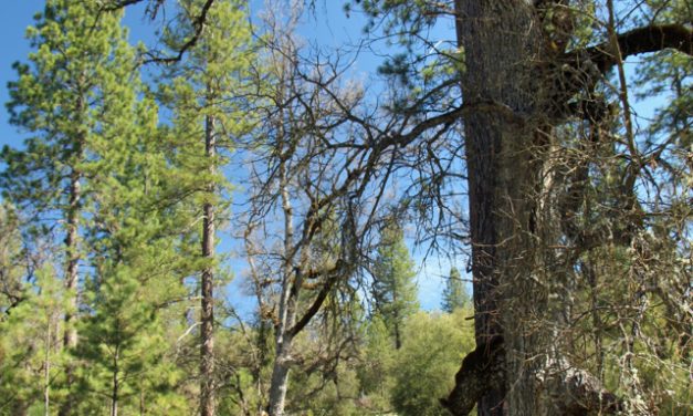 Fall Hike on the Von Der Ahe Conservation Easement