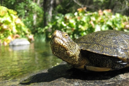 Stookey Preserve Western Pond Turtle Walk (Walking Tour)