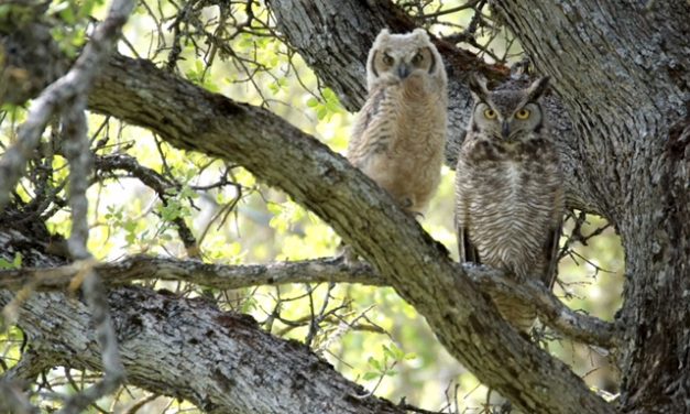 Animals On The Preserves! A Special Presentation