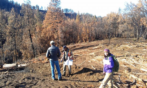 Post-Fire Regeneration Walk on Clark’s Valley