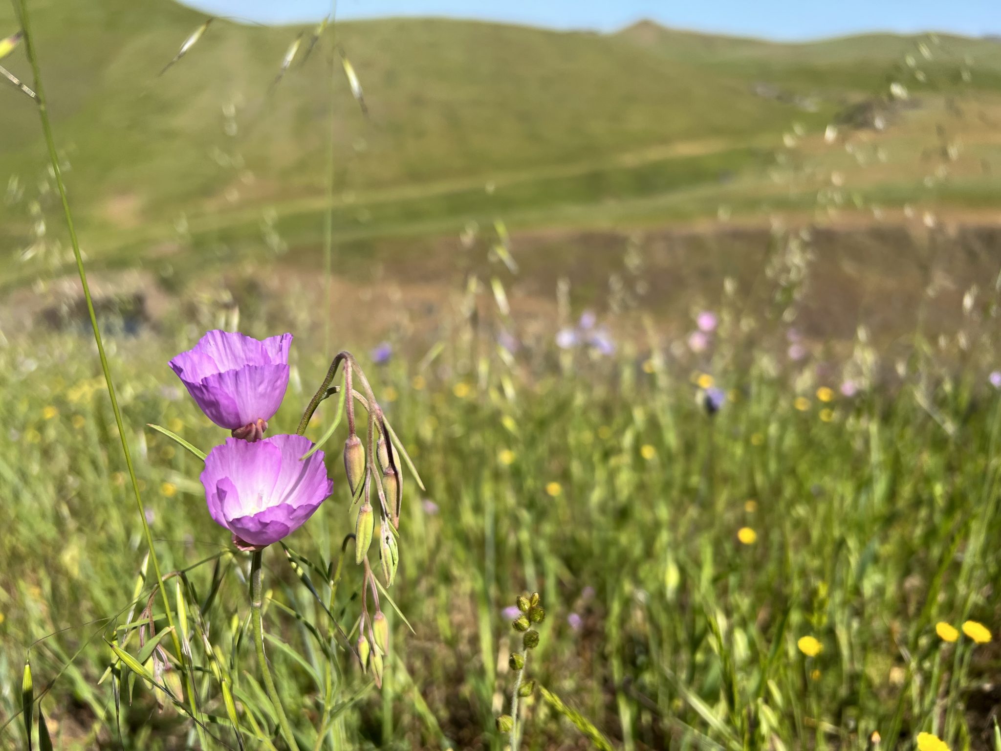 Sierra Foothill Conservancy | Saving Natural Lands Now and Forever